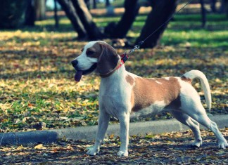 Jagdhund: Beagle sollten im Wald an die Leine