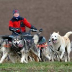 Schlittenführerin lenkt Husky-Gespann