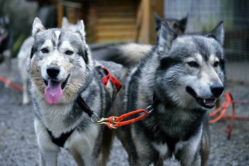 Ein Husky-Schlittenhunde-Rennen im Allgäu