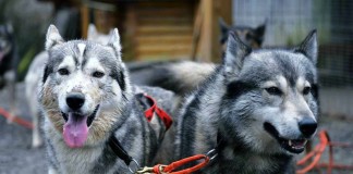 Ein Husky-Schlittenhunde-Rennen im Allgäu