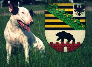 Hunde beissen seltener zu – Trotzdem neues Hundegesetz in Sachsen-Anhalt