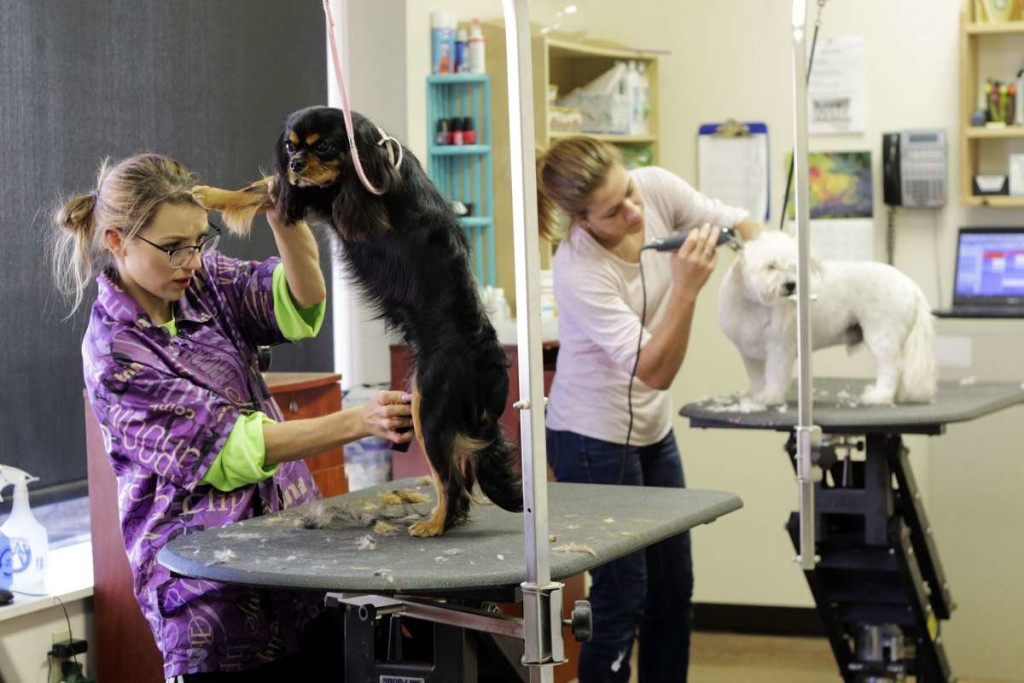 Zahnstein-Entfernung im Hundesalon schadet oft mehr als sie nützt