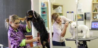 Zahnstein-Entfernung im Hundesalon schadet oft mehr als sie nützt