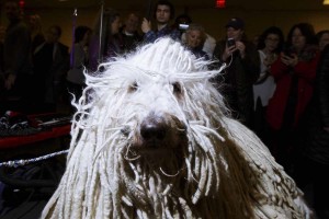 Komondor - Der König der Hirtenhunde