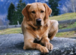 Blindenhunde sind kostbare Begleiter