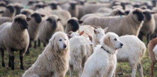 Pyrenäenberghunde – Herdenschutzhunde im Kampf gegen den Wolf