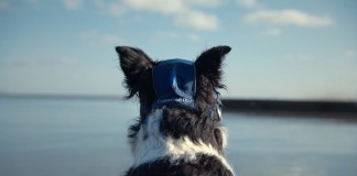 Volkswagen - The Connected Dog - Gassi gehen der Zukunft