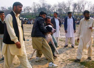 Bis aufs Blut – Brutale Hundekämpfe in Pakistan