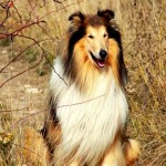 Pixabay-Collie-urban-dog-1105256-resize