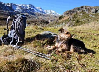 Dogtrekking – weit wandern mit Hund