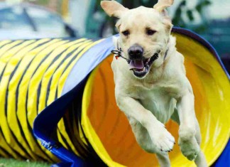 Hürdenlauf oder wie die Hundeprofis sagen Agility