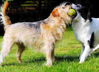 Mach mal Hundesport: Flyball