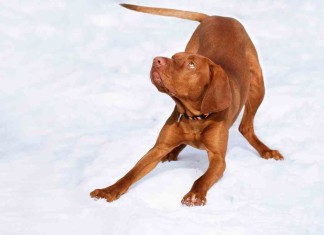 Hundeportrait: Magyar Vizsla – Der Jäger aus Ungarn