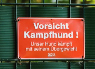 16 Länder, 16 Regeln zur Hundeversicherung