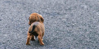 Augen auf beim Welpenkauf – Papiere, Unterlagen