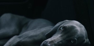 Kurz und sanft: Hunde nur einige Minuten massieren