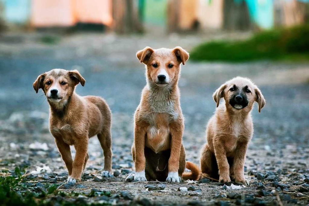 5400 Hunde – Das größte Tierheim der Welt