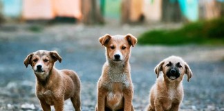 5400 Hunde – Das größte Tierheim der Welt