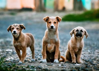 5400 Hunde – Das größte Tierheim der Welt