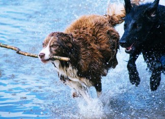 Wie viel Auslauf benötigt dein Hund?