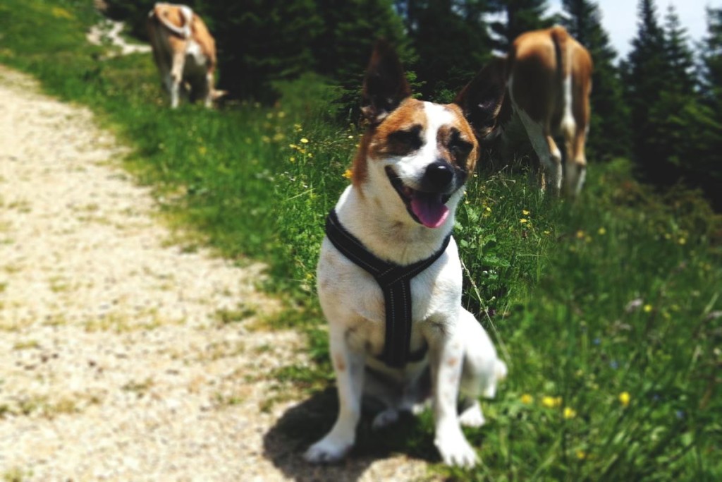 Brustgeschirr für Hunde sollte leicht und weich sein