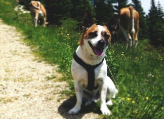 Brustgeschirr für Hunde sollte leicht und weich sein