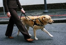 Der Blindenführhund – Hilfsmittel und Freund