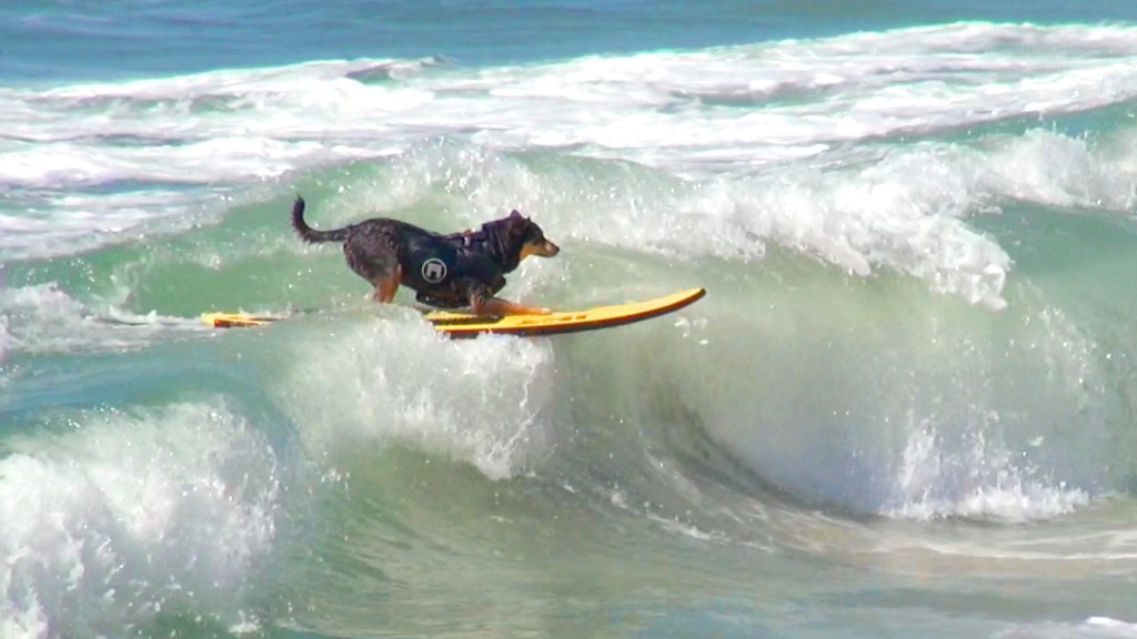 Surfende Hunde - Surfing Dogs