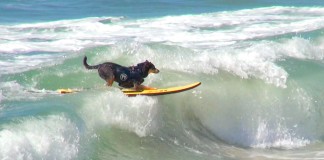 Surfende Hunde - Surfing Dogs