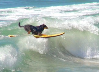 Surfende Hunde - Surfing Dogs