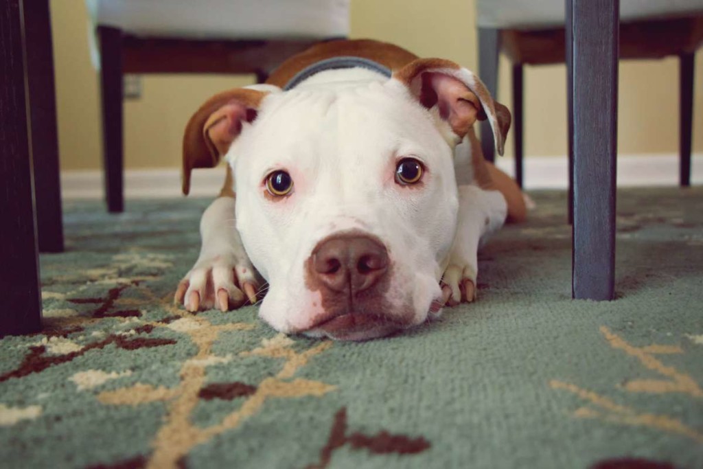 Ein Hund in der Kleinwohnung – geht das überhaupt?