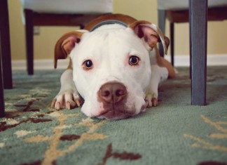 Ein Hund in der Kleinwohnung – geht das überhaupt?