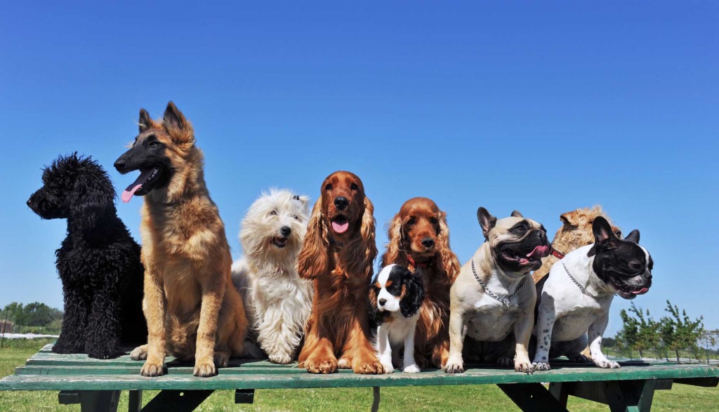 Kannst du die Hunde den richtigen Rassen zuordnen?