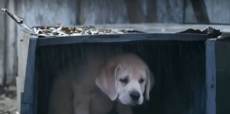 Super Bowl 2015: Budweiser Lost Dog Puppy