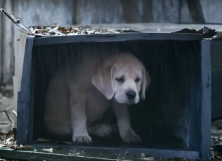 Super Bowl 2015: Budweiser Lost Dog Puppy