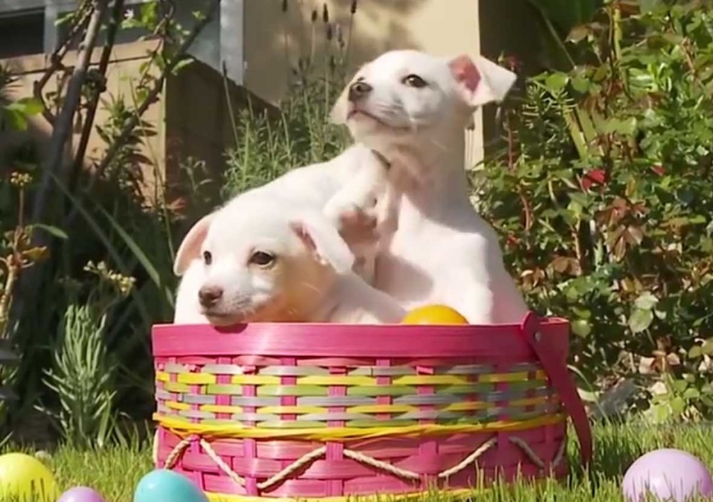 Frohe Ostern für alle Hunde (und Katzen)