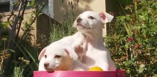 Frohe Ostern für alle Hunde (und Katzen)