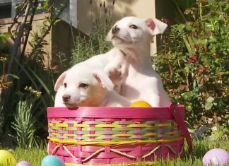 Frohe Ostern für alle Hunde (und Katzen)