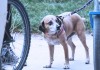 Hund am Fahrrad – Wie geht’s am besten?