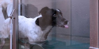 Physio für Hunde: Von Wassergymnastik bis Elektrotherapie