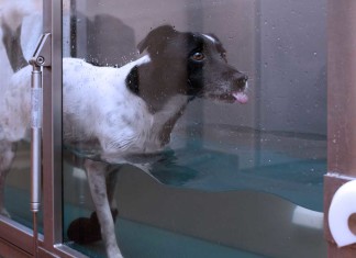 Physio für Hunde: Von Wassergymnastik bis Elektrotherapie