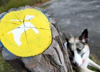 Streit um Hundeverbot an zwei Berliner Seen wieder vor Gericht