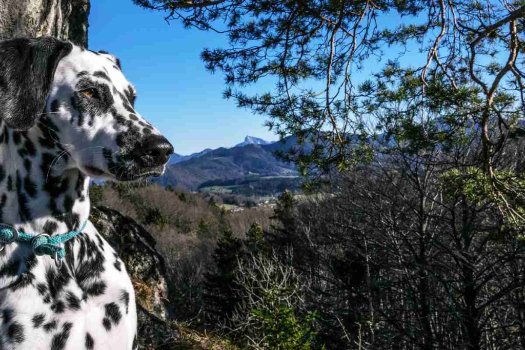 Mit Hund Bahnfahren in Österreich