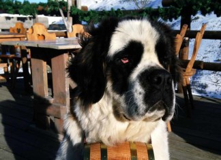 Die Schweizer Bundesbahnen sind hundefreundlich