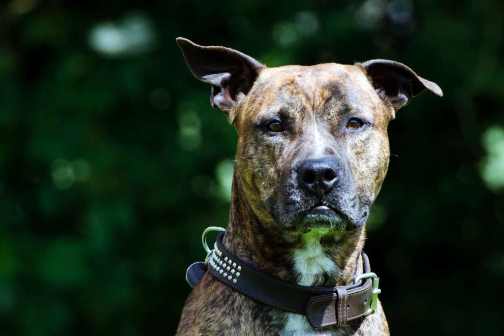 Gefahrenhunde-Gesetz gelockert