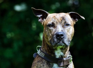 Gefahrenhunde-Gesetz gelockert