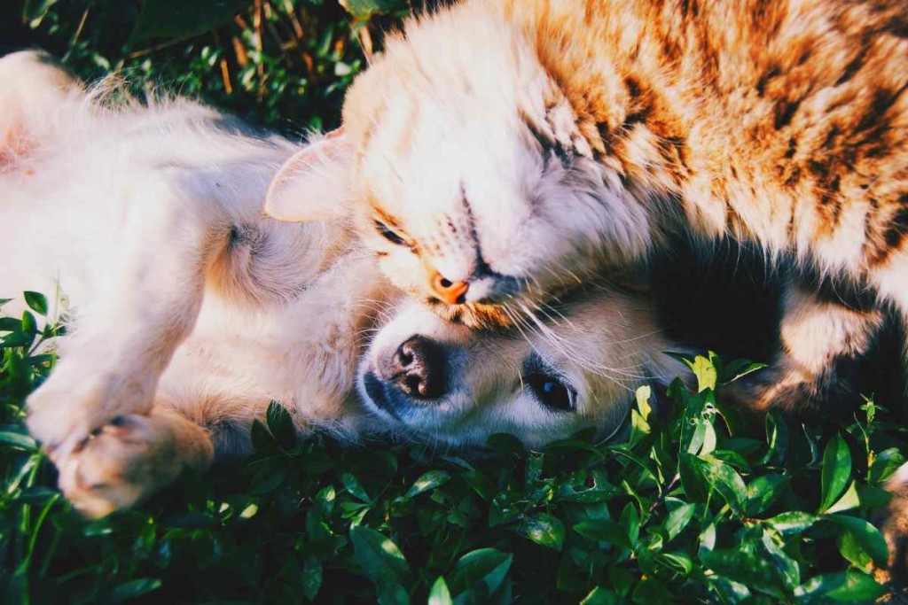 Katze und Hund auf Platz eins und zwei