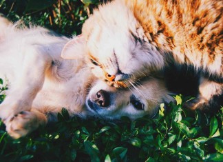 Katze und Hund auf Platz eins und zwei