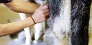 Hundehaare in der Wohnung