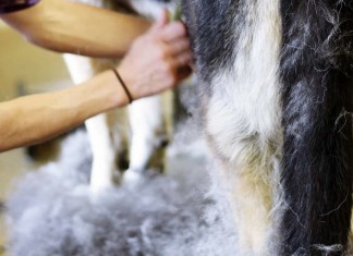 Hundehaare in der Wohnung